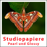 studio Papiere Pearl/Glossy